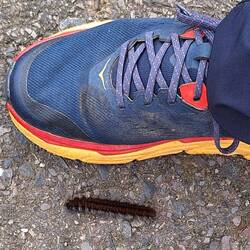 Die Raupe vom seltenen HOKAido Schwärmer