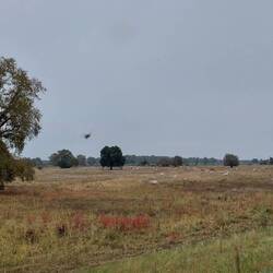 Da fliegt mir doch ein Insekt ins schöne Bild!