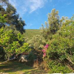 HINTER UNS DER OLIVENHAIN