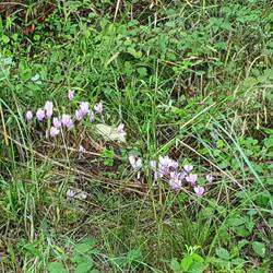 DIE ZYKLAMEN BLÜHEN