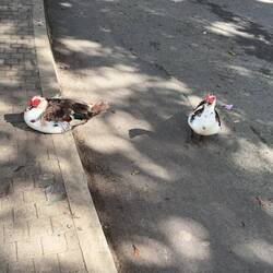 Scenes from around Kandy Lake.