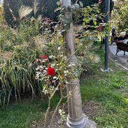 Roses are still in bloom in October here - lovely!