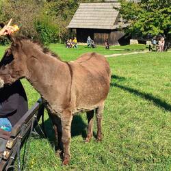 Pesky donkey wanting to eat someone's lunch