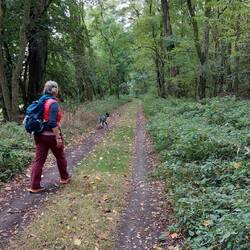 Weiter geht's durch einen Robinienwald....