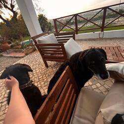 Die Ruhe am Morgen mit Junior und Oskar