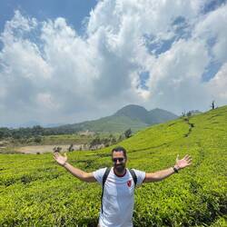 Green and black tea plants as far as the eye can see