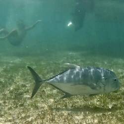 Meter long GT hanging around the boat