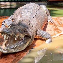 4.6m long croc