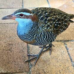 These birds were all over the island