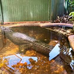 Cassius 5.5m long
