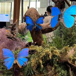 Rarest Butterfly and Artificial Copies