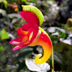 An endemic, tiny beauty..... Impatiens Kilimanjari 😍😍😍!