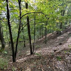 Sunshine breaking through near the trail