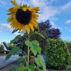 Herrliches Wetter --- Sonne 🌞