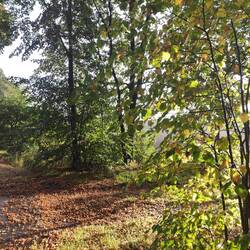 Sonniger Herbst