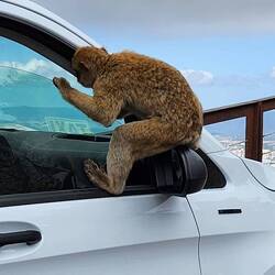 very common to see many of these tailless monkeys on the road to St. Michael's Cave