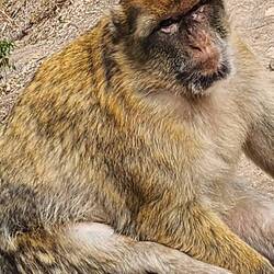 Barbary macaque...tailless monkey