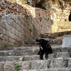 So many strays. This sweet dog followed all the long way down the hill