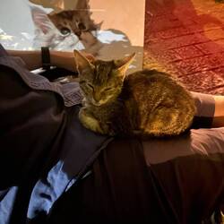 A kitten that instantly took a shine to Sam and his lap