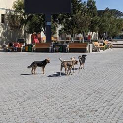 Hundegang am Bazar von Buchara