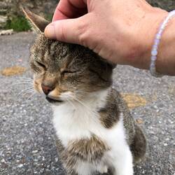 Genau wie unsere Sammy war das Kätzchen sofort für ne Kopfmassage zu haben😃