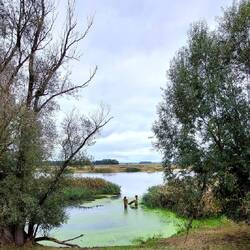 Vorne ein Altarm, hinten die Oder!