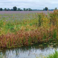 Vorbei an schier endlosen Blumenfeldern!