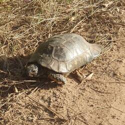 Schildkröten begegnen uns ständig