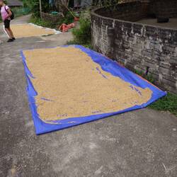 Drying rice outside house