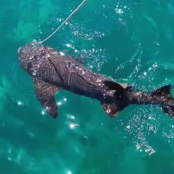 Mit der Fischflosse ist schnell ein Köder für die Haie kreiert 🦈