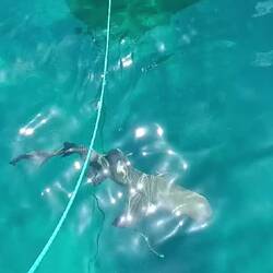 Nach dem Angriff vom Zitronenhai durften auch wir uns als Köder versuchen und gingen schnorcheln🤿😅