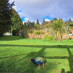 Ein Takahe
