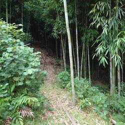 Pathway up into bamboo forest