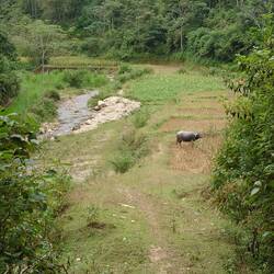 Track by the river if water buffalo allows 🥴