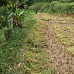 Path through the rice field