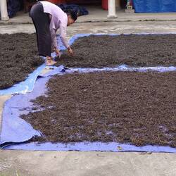 Tea drying outside