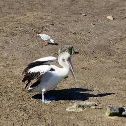 Pelicans enjoying low tide - no crocodiles