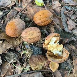 On our walk we could pick up walnuts and apples that had fallen from trees.