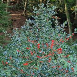 Undurchdringliche Ilexhecken markierten früher einmal Besitzgrenzen zwischen Osenau + Hahnenberg.