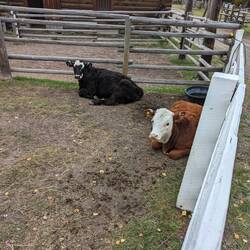 Tatsächlich sind hier nur zwei kälber und keine anderen kühe