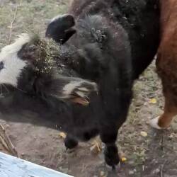 Tierflü... Naja egal