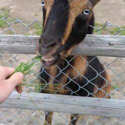 Tierflüsterer Vol 1.