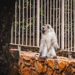 Unsere ersten Äffchen am Camp