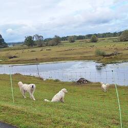 Vier Erwachsene und ein Herdenschutzhund AZUBI!