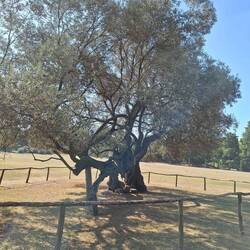 Olivenbaum 1600 Jahre alt