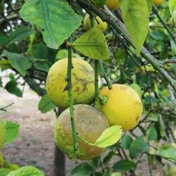 Wir handeln mit Zitronen