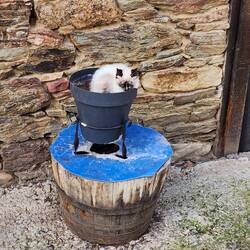 There are lots of stray cats. How could I not take a picture of one in a pot.
