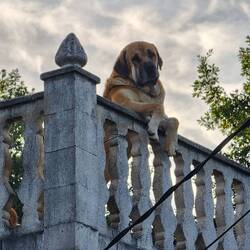 A friend we found on the way