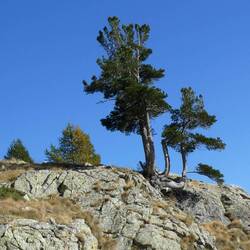 Træerne er altså også ret flotte og skulpturelle