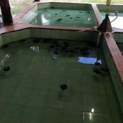 Eine Schildkröten-Aufzuchtstation